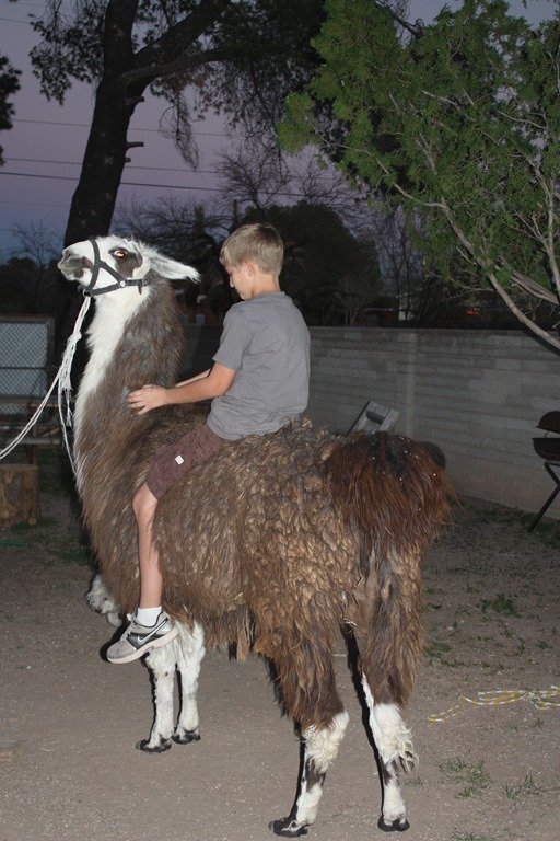 [llama%2520148%255B1%255D.jpg]
