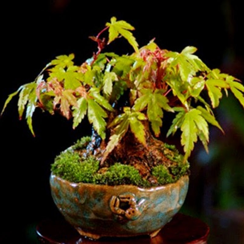 The Art of Bonsai Project: Gallery Shohin Bonsai.