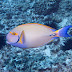 Eyestripe Surgeonfish - Photo (c) DavidR.808, some rights reserved (CC BY-NC-SA)
