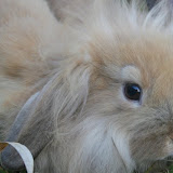 Rabbit Rescue