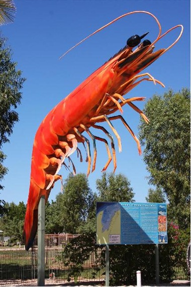 prawn EXMOUTH