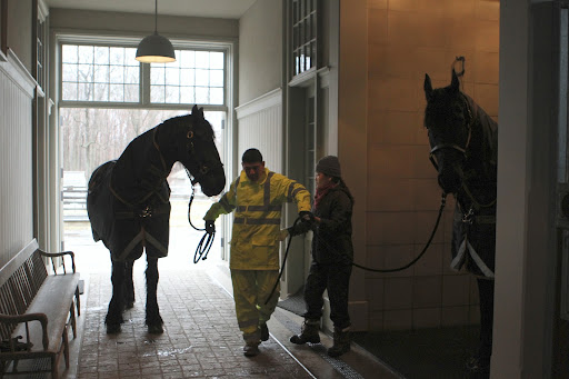 Well, Sasa's all clean, but Roger, the new stable hand, is standing by with muddy Rutger.