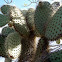 Prickly Pear Cactus