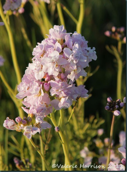 9-double-cuckoo-flower