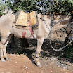 2EncontrodeMuladeiros-429.JPG