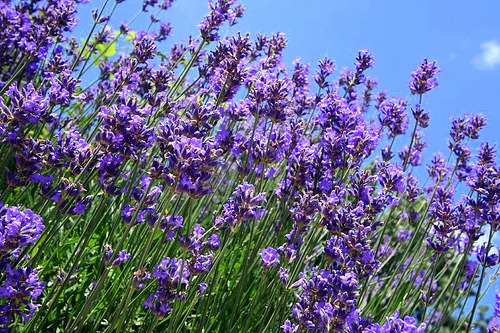 [lavender%255B7%255D.jpg]