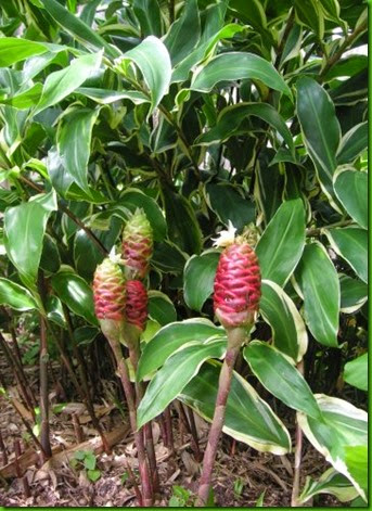 Zingiber zerumbet variegado Zingiber zerumbet variegado