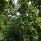 Muskatnuss-Plantage mit grossen Mandelbäumen dazwischen
