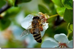 polinizacion por abejas