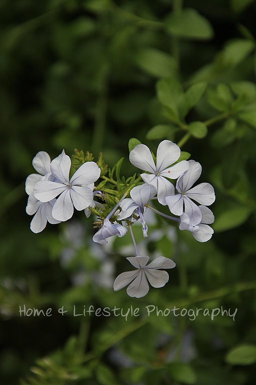 [IMG_4294a%255B3%255D.jpg]