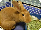 Cindy also offers the useful advice that a parent must view getting a bunny for their child as if they are adopting the rabbit themselves. They are ultimately responsible for assuring the animal’s proper care. Amber is a young purebred female bun sure to make her lucky adopter proud! Cindy also offers the useful advice that a parent must view getting a bunny for their child as if they are adopting the rabbit themselves. They are ultimately responsible for assuring the animal’s proper care. Amber is a young purebred female bun sure to make her lucky adopter proud!