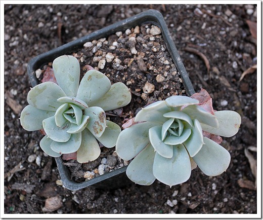 120202_Echeveria-glauca1