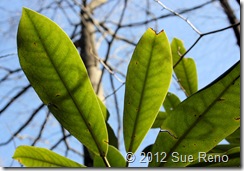 SueReno_RhododendronLeaves