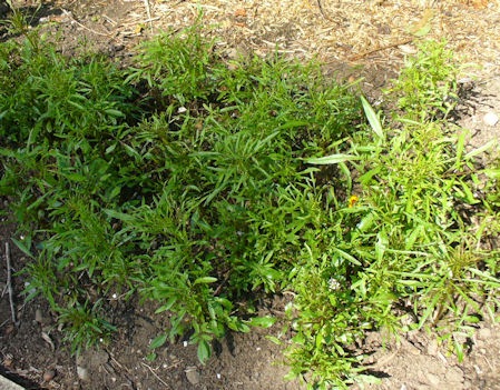 [Coreopsis%255B3%255D.jpg]