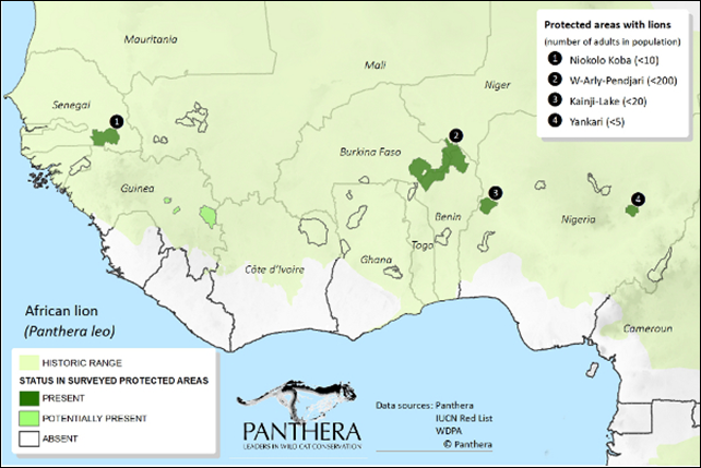 Protected areas with lions West Africa. Researchers have found the most West African lions in W-Arly-Pendjari, a complex of parks that crosses the borders of Benin, Burkina Faso and Niger, which they estimate to hold about 350 big cats. The three other sites in Senegal and Nigeria are each estimated to have fewer than 50 lions. None of the sites are near each other. Graphic: Panthera