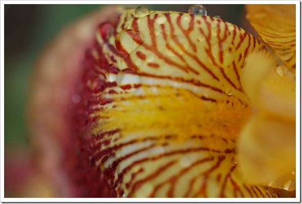IRIS yellow