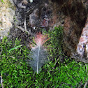 Cardinal Feather