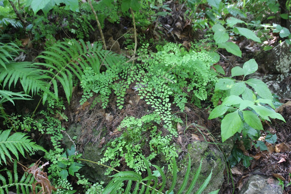 [IMG_0418%255B5%255D.jpg]