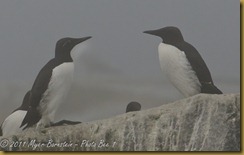 Common Murre and Bridled Form MSB_8070 NIKON D300S July 03, 2011