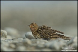 Pispola-gola-rossa---Red-Throated-Pipit-(Anthus-cervinus)-041611__DM37799