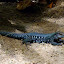 Ground Lizard (Améive de la Dominique, mâle)
