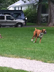 The town dog park was lush and peaceful.  It was obvious many of the dogs knew each other well and enjoyed their daily visits with one another.