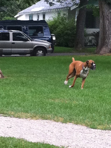 The town dog park was lush and peaceful.  It was obvious many of the dogs knew each other well and enjoyed their daily visits with one another.