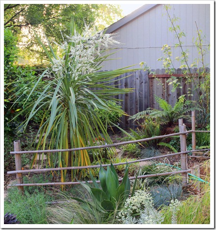 Two first-time bloomers