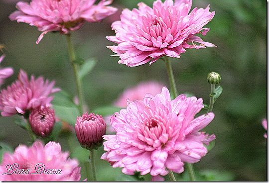 Chrysanthemums_Pink3_Oct