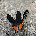 Red Pierrot.