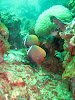  Koh Lipe Resimleri Fotoğrafları