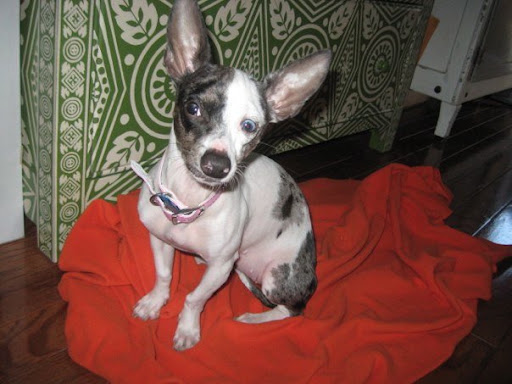 Pepper approves of Kelly's hip taste in furniture!
And of the radiant heat flooring!!! Pepper approves of Kelly's hip taste in furniture!
And of the radiant heat flooring!!!
