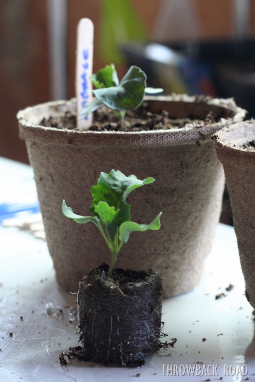 [transplanting-seedlings-0175.jpg]