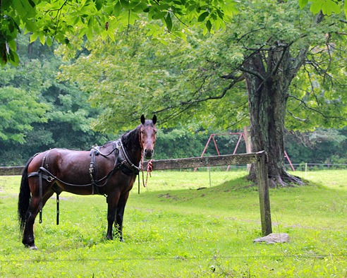 spring pa 10 spring pa 10