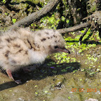 DSCN9531.JPG