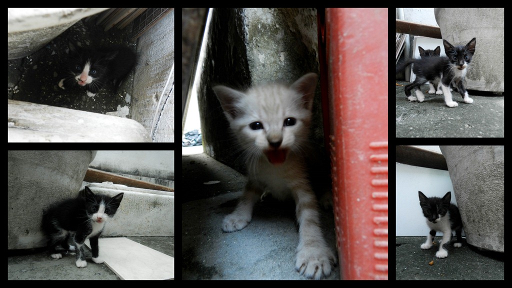 [gatinhos%2520para%2520ado%25C3%25A7%25C3%25A3o%255B3%255D.jpg]