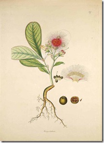 Careya herbacea