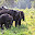 ELEFANT SRI LANKA