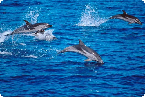 delfini1 delfini1