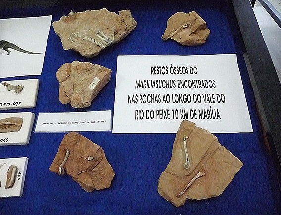 10. restos ósseos do Mariliasuchus encontrados em Marília