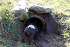 Hello?  Are there any foxes hiding in this drainage pipe?  Sharkey, I don't see a thing in there!