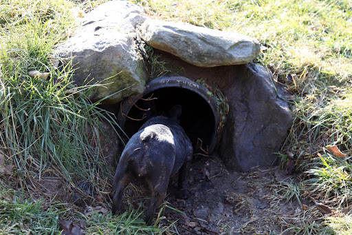 Hello?  Are there any foxes hiding in this drainage pipe?  Sharkey, I don't see a thing in there!