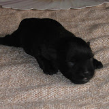 Red's Flame Morositas 6 days olf