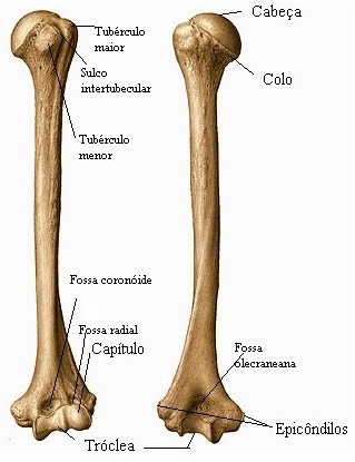 [Atlas-de-anatomia-Sobotta_img_21-MER.jpg]