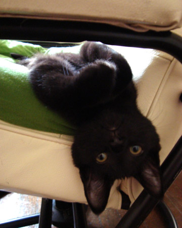 One variable used to assess a human's capacity for silliness was number of giggles per 20 second exposure to feline exhibitions of silliness like that shown above.