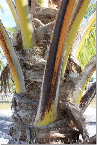 Usable cloth inside the palm tree