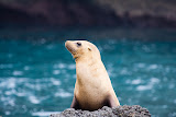 Seal - Santa Barbara, USA