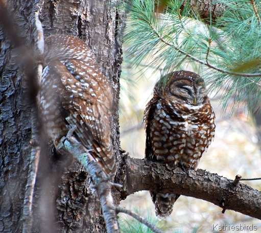 1. Mex spotted owl-kab