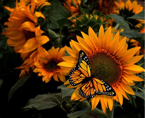 Fotografia-Girasol-mariposa Fotografia-Girasol-mariposa