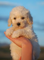 Gorgeous Tinker Bell a small female Labradoodle.